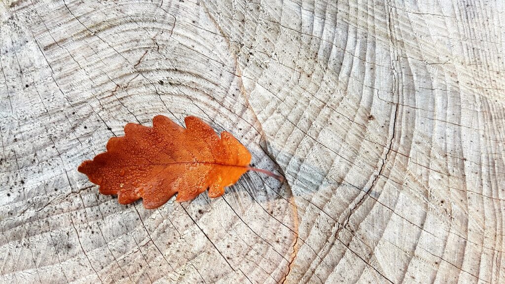 L'Autunno: il passaggio sacro velato di mistero e pregno di significati